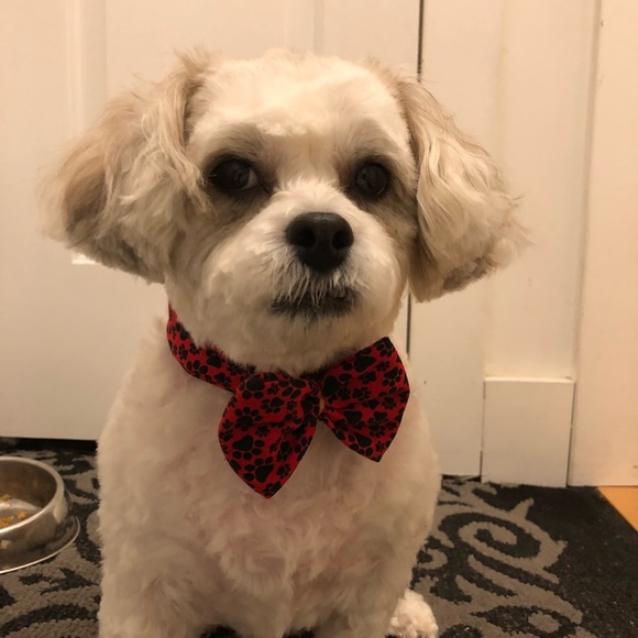 Meet your Posher, Ann marie - Picture 2 of 16